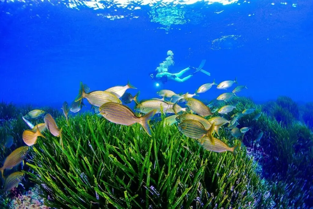 Salida de buceo guiada de Adventure Divers en el Mediterráneo