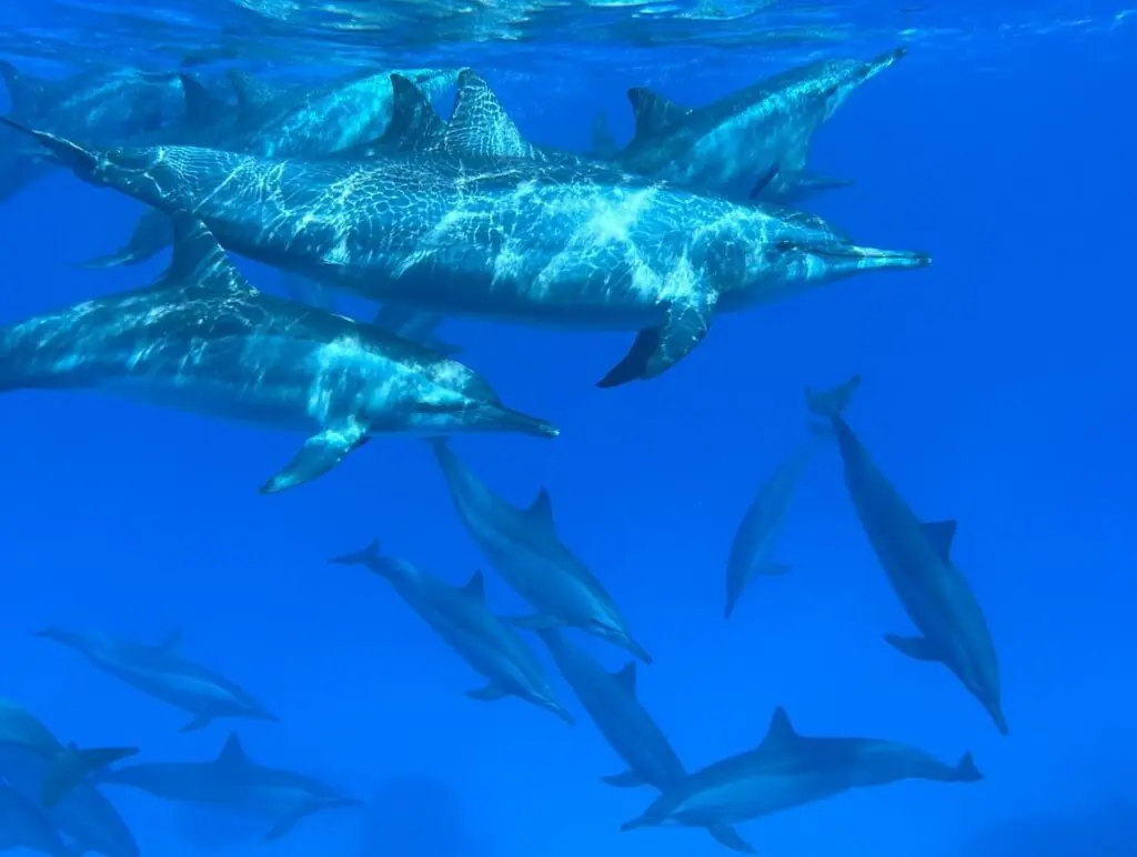 Grupo de delfines nadando junto a buceadores de Balky Sub en Cabo de Palos
