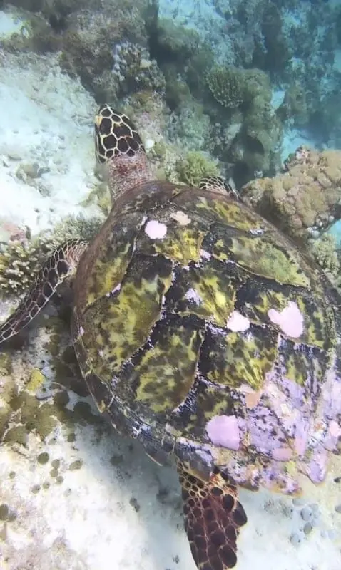 Tortuga marina fotografiada durante una inmersión de Balky Sub