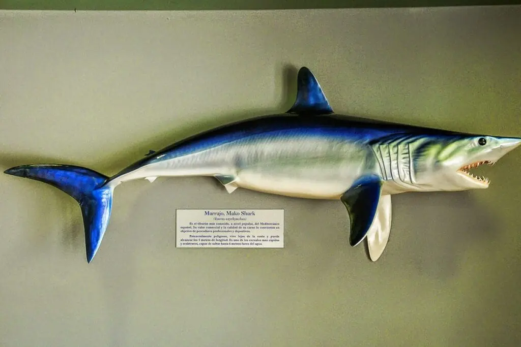 Marrajo (tiburón mako) disecado expuesto en el Centro de Visitantes de Cabo de Palos