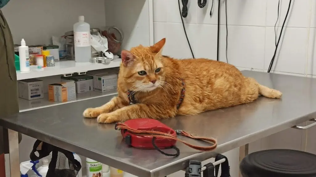 Fachada de Clínica Veterinaria Cabopalos en Cabo de Palos