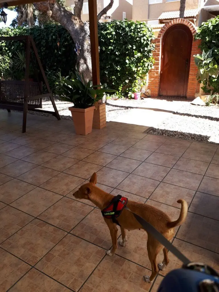 Consulta de Clínica Veterinaria Cabopalos en Cabo de Palos