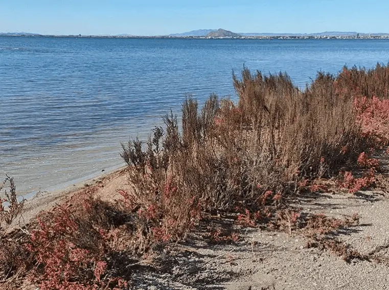 Traditional encañizada fishing trap in the salt flats of La Manga