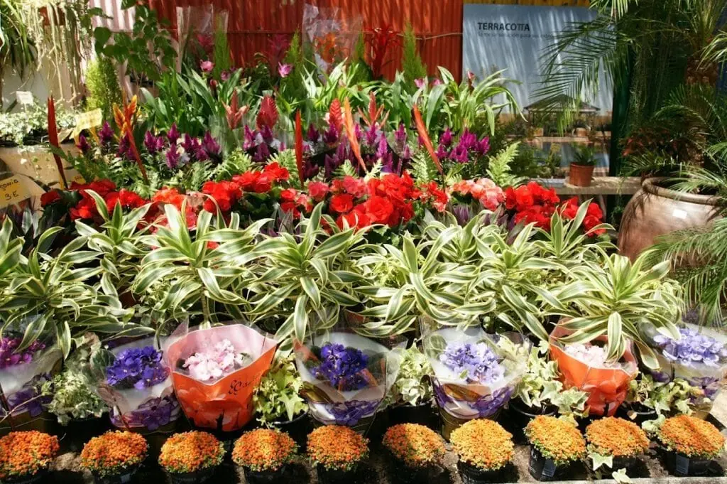 El vivero de Maruja – vivero y centro de jardinería en Cabo de Palos, imagen 1