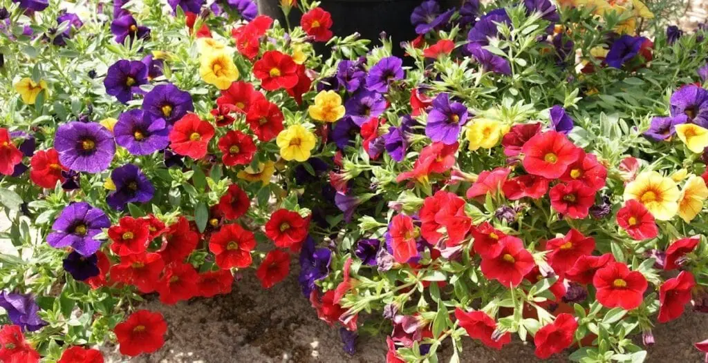 El vivero de Maruja – vivero y centro de jardinería en Cabo de Palos, imagen 2