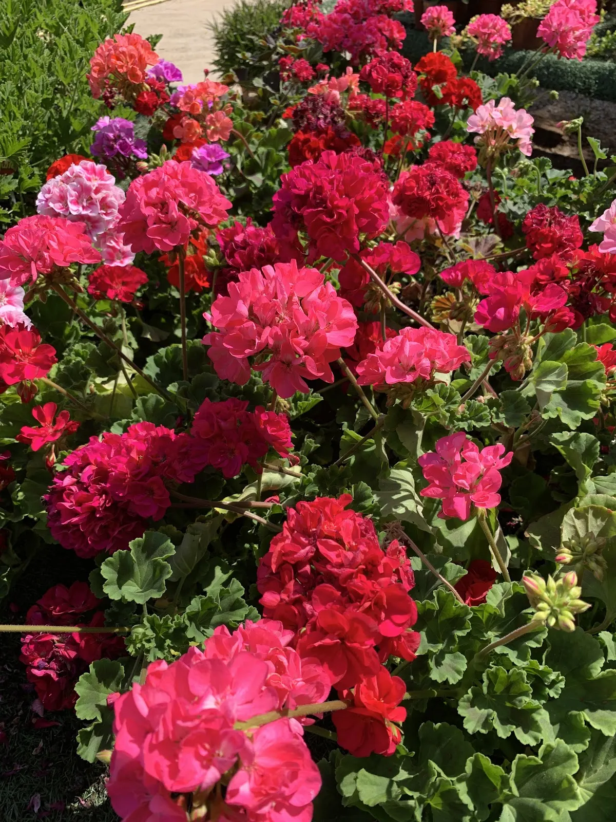 El vivero de Maruja – vivero y centro de jardinería en Cabo de Palos, imagen 4