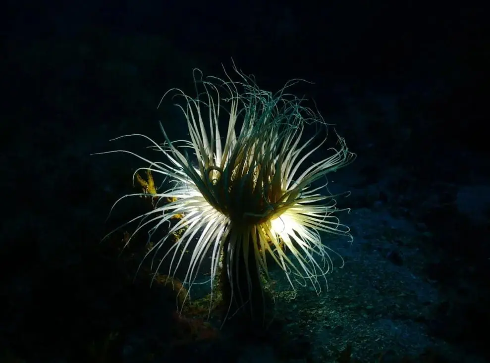 Fachada del centro de buceo Mangamar Dive Center, Paseo Dimas Ortega