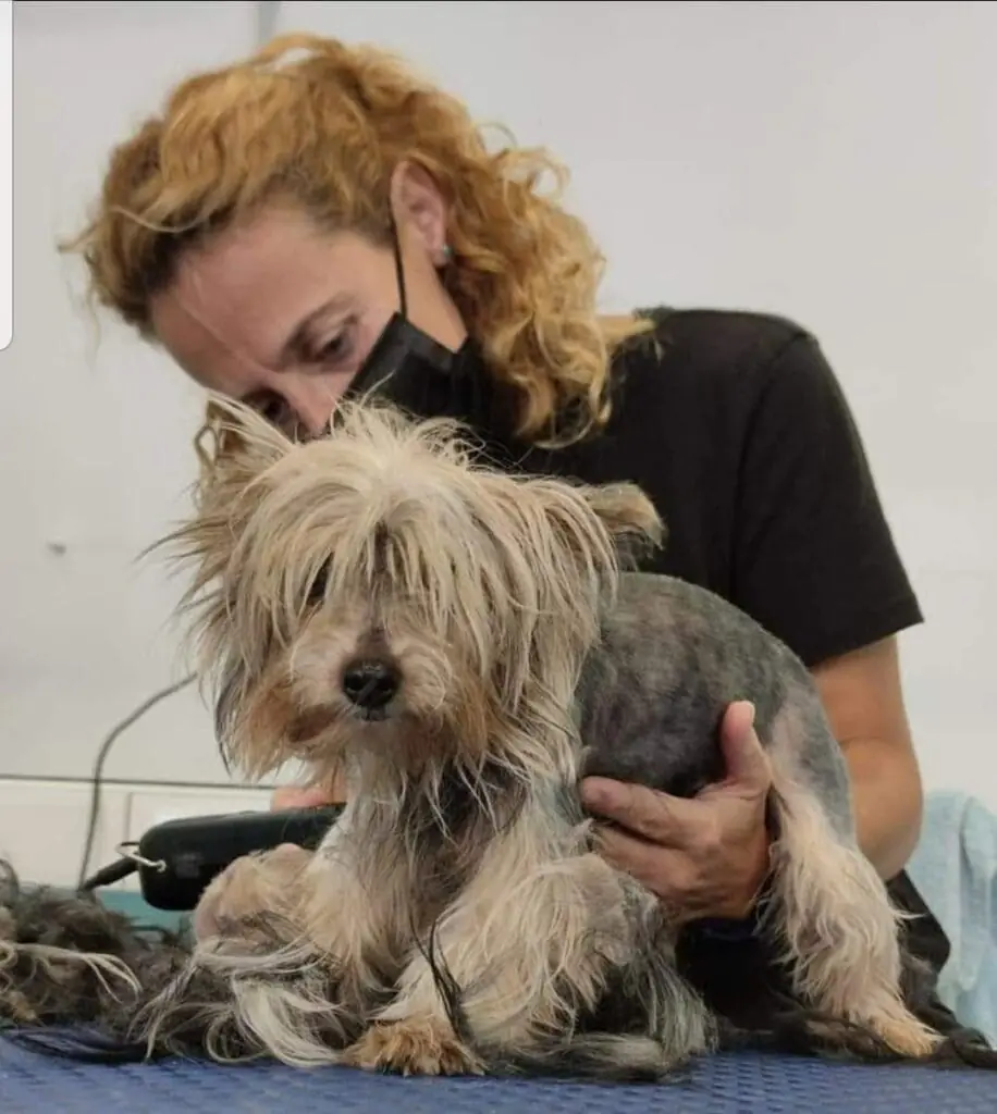 Peluquera de Pelu2 cortando el pelo a un yorkshire terrier