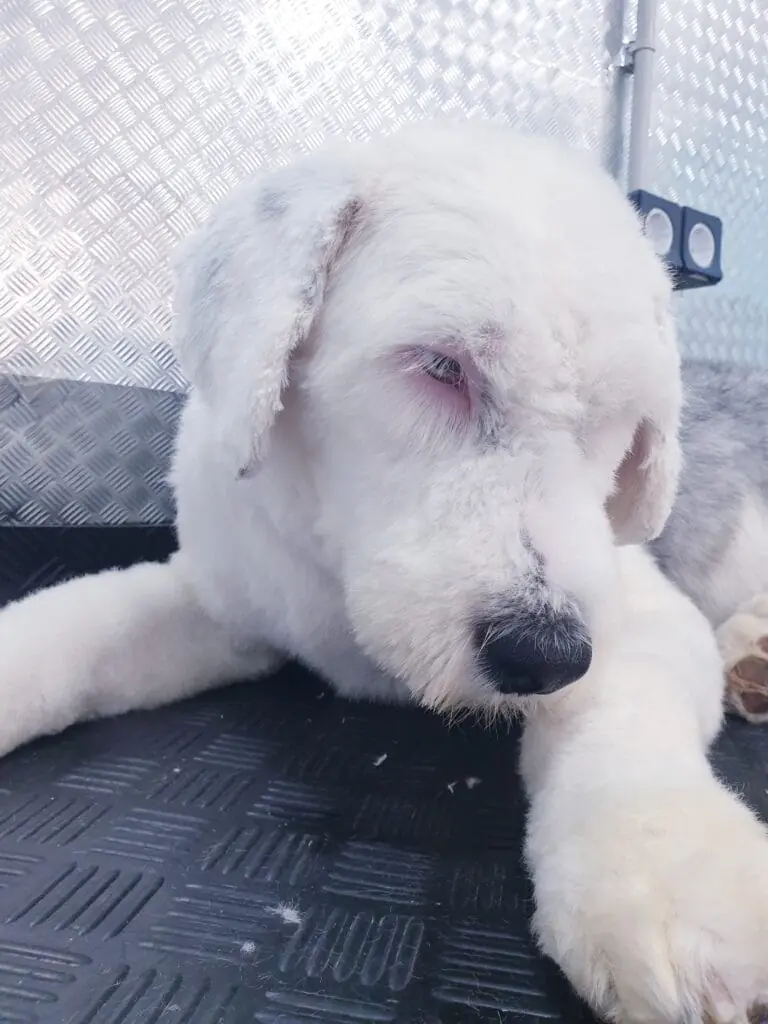 Perro de raza grande recién esquilado en Pelu2, tumbado en la mesa de peluquería