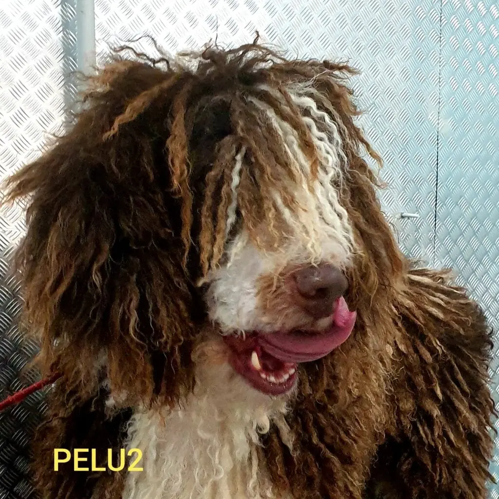 Perro con el pelo largo y enredado atendido en Pelu2, con el logotipo del negocio