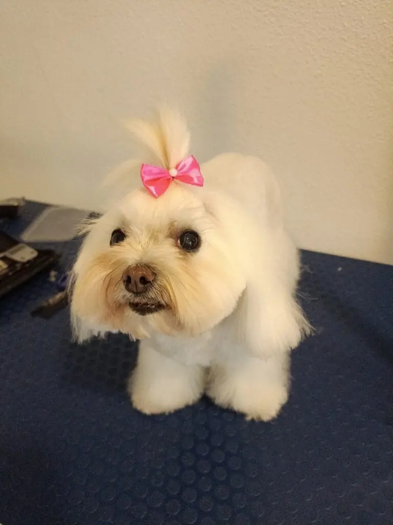 Perrito bichón maltés recién bañado y peinado con lazo rosa por Peluquería canina móvil Alejandro