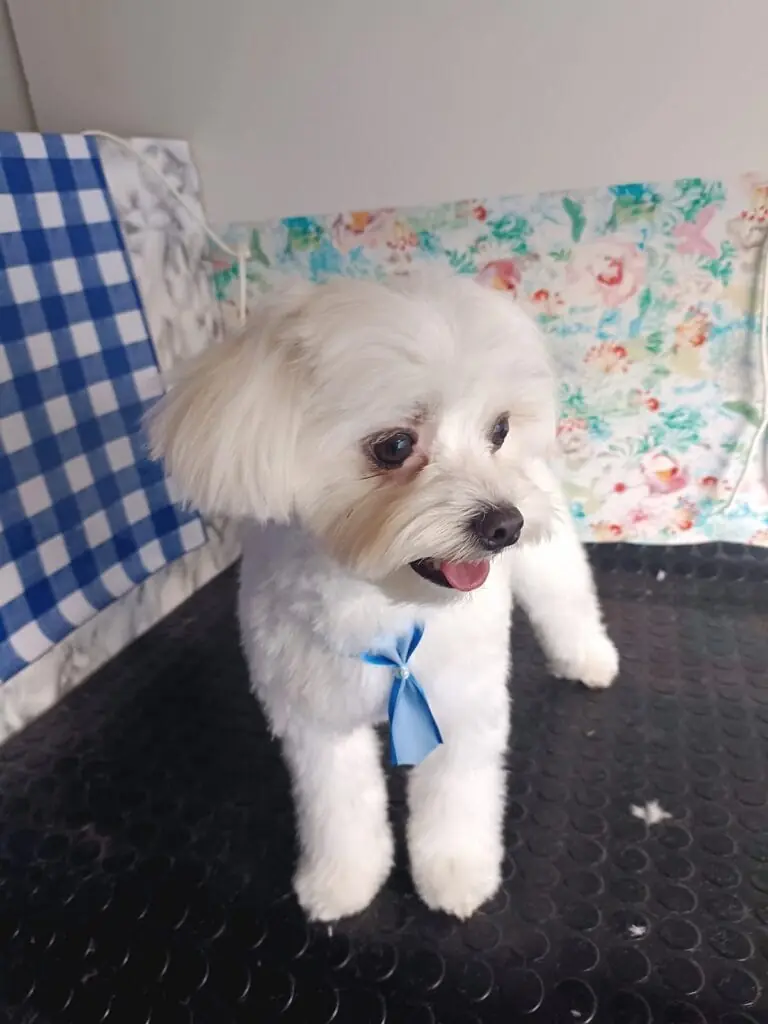 Perrito bichón maltés recién peluqueado con lazo azul por Peluquería canina móvil Alejandro