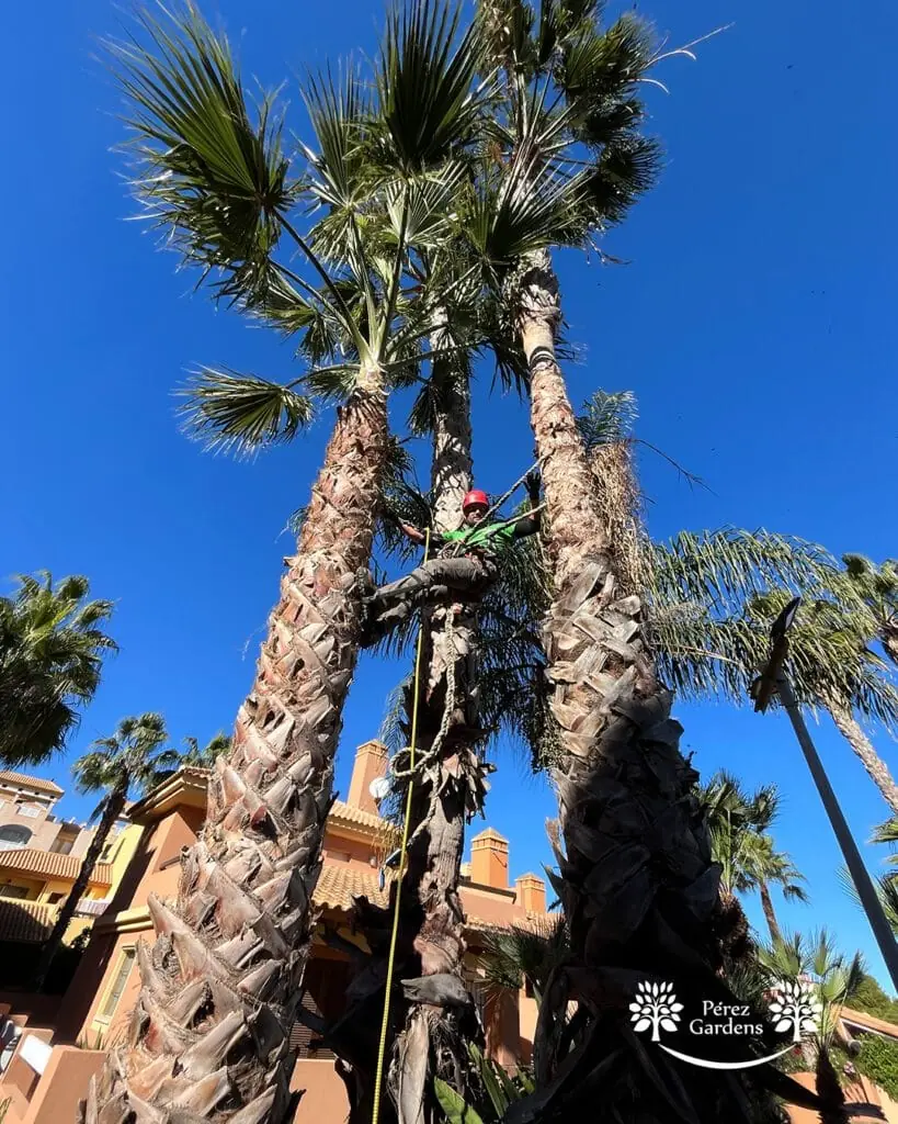 Trabajo de poda de palmeras de Pérez Gardens en La Manga Club