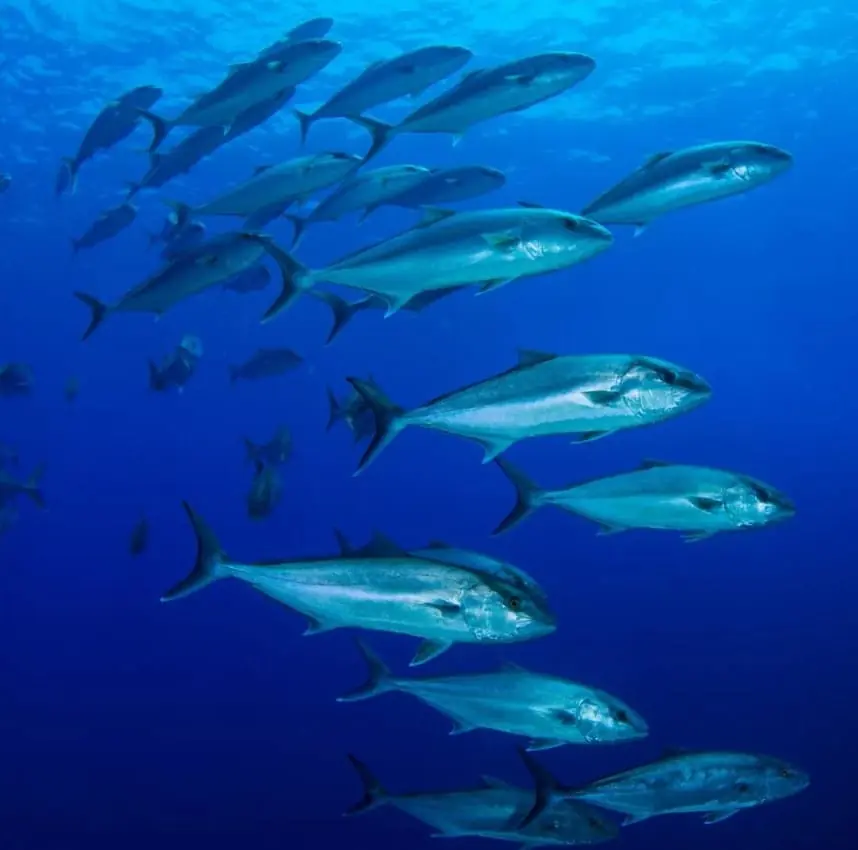 Shoal of fish in the waters of the Cabo de Palos marine reserve