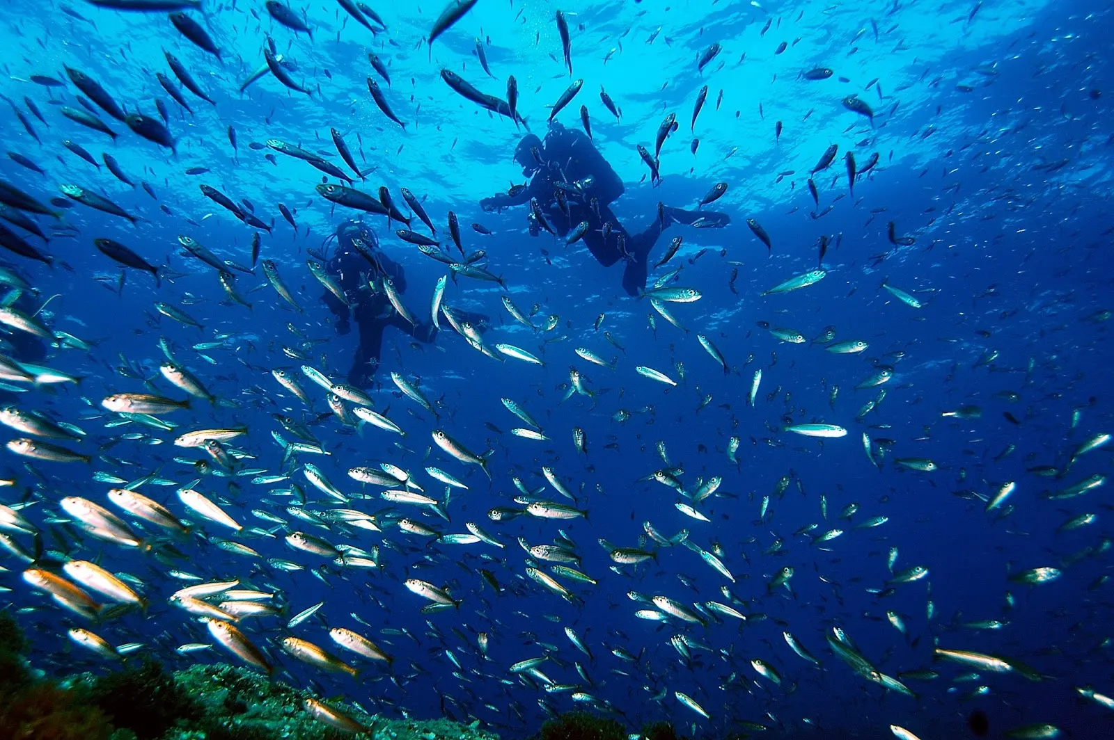 Buceador rodeado de un banco de peces en Cabo de Palos - Islas Hormigas