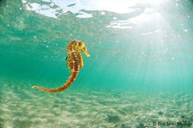 Caballito de mar fotografiado en una inmersión de Posidonia Ecoturismo en aguas de La Manga