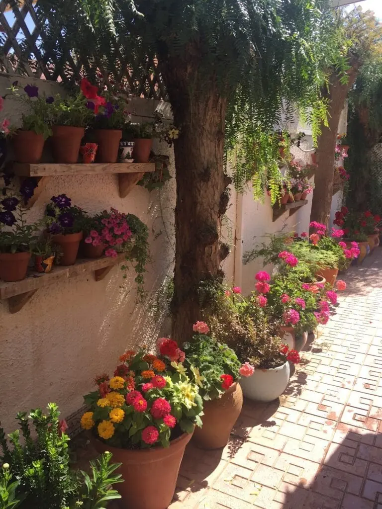 Plantas ornamentales a la venta en Vivero Divama, Los Belones