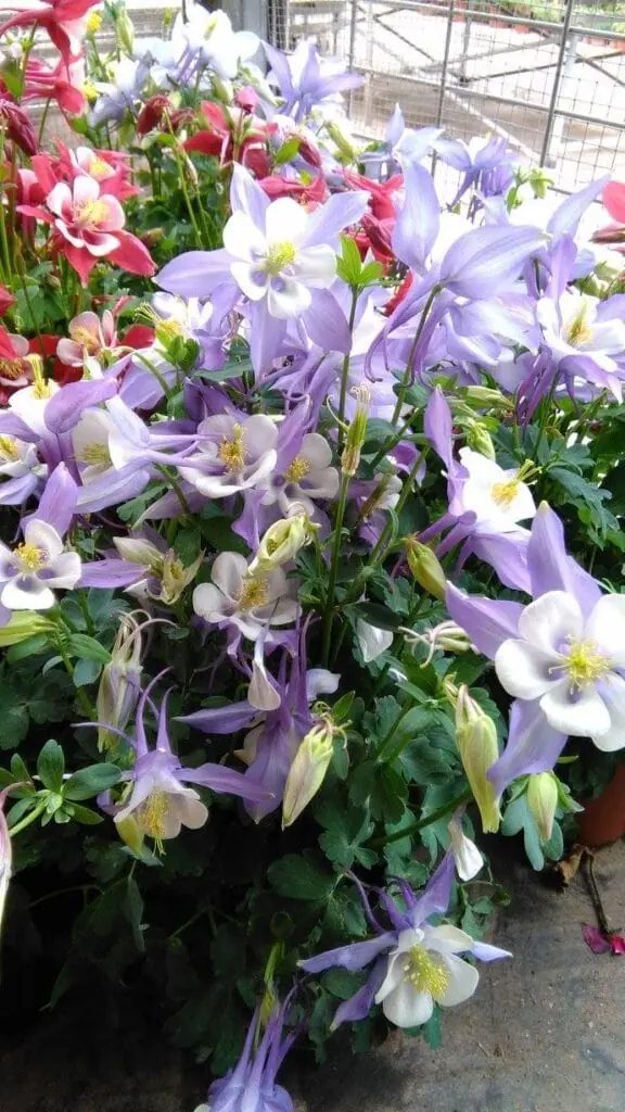 Zona de exposición de plantas de Vivero Divama en Los Belones