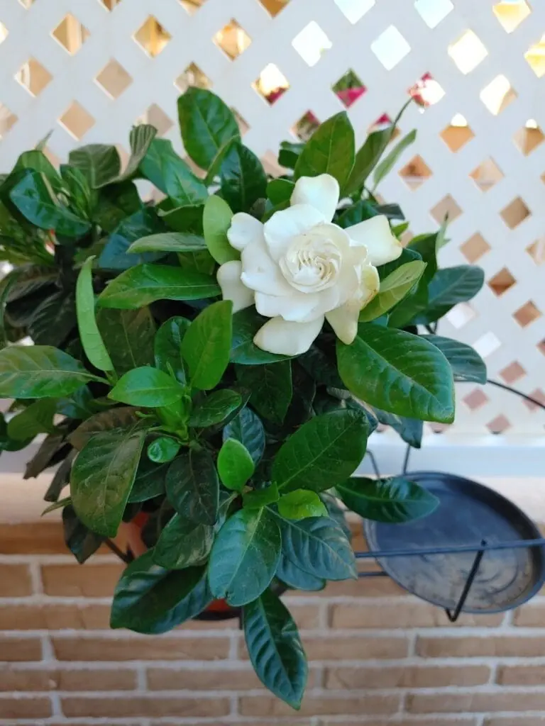 Flor de temporada en el vivero Divama, Los Belones