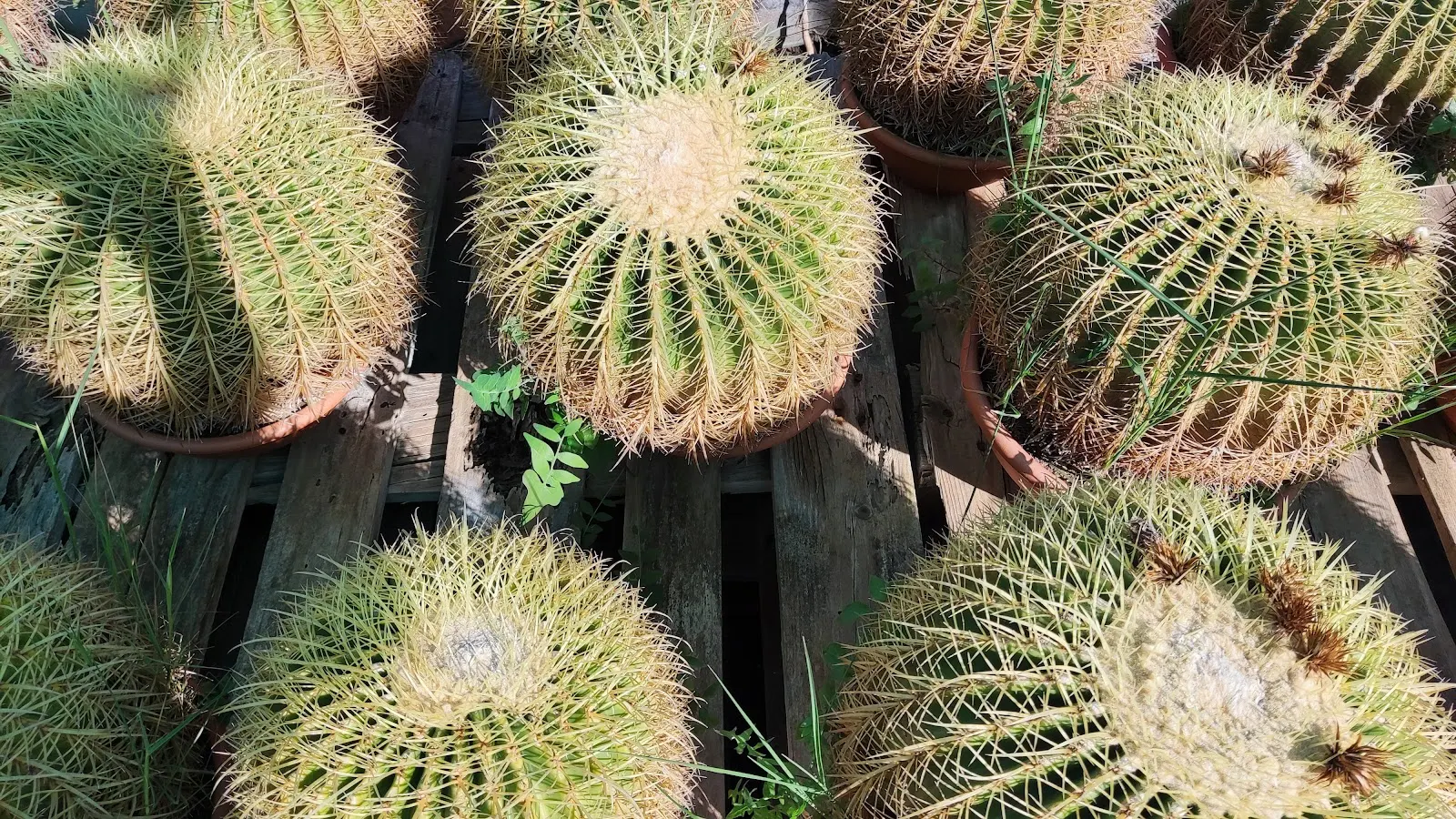 Interior del vivero Divama con plantas de exterior, Los Belones